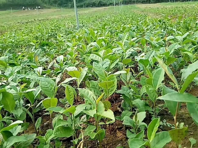 韩漫免费无羞遮无删漫画入口