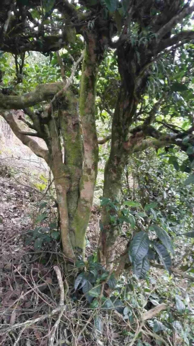 韩漫免费无羞遮无删漫画入口